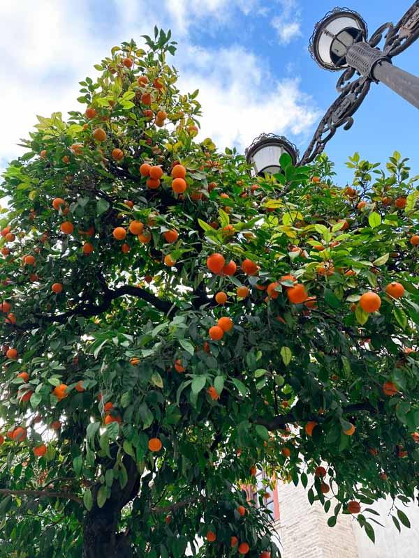 塞维利亚的橘子树